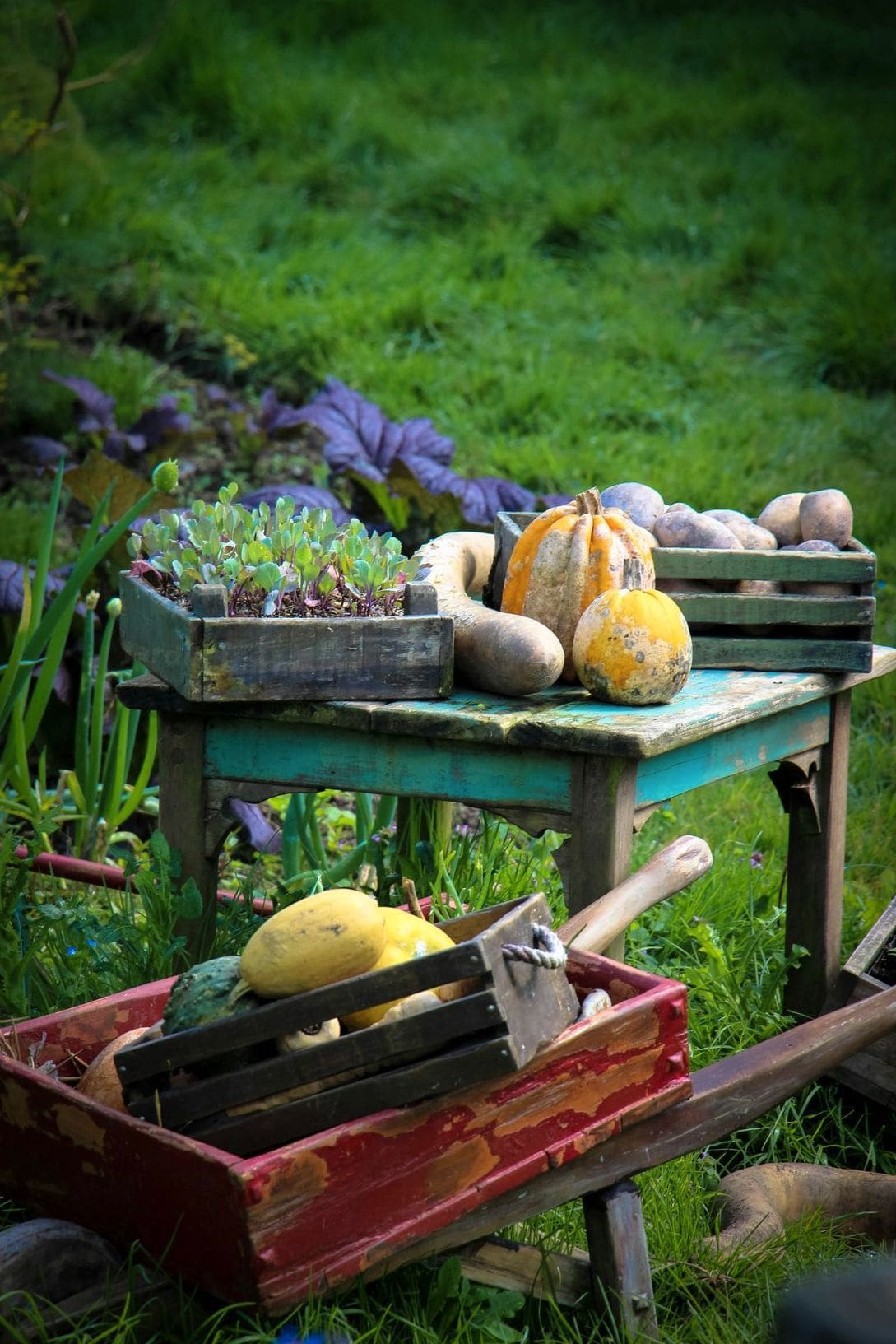 Choisir des plantes faciles pour un jardin élégant toute l’année